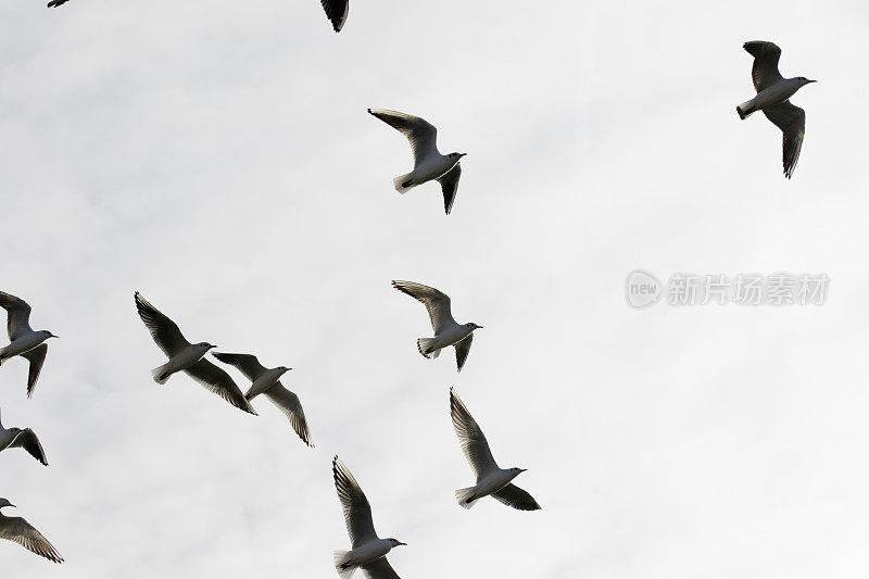 一群海鸥在头顶飞过