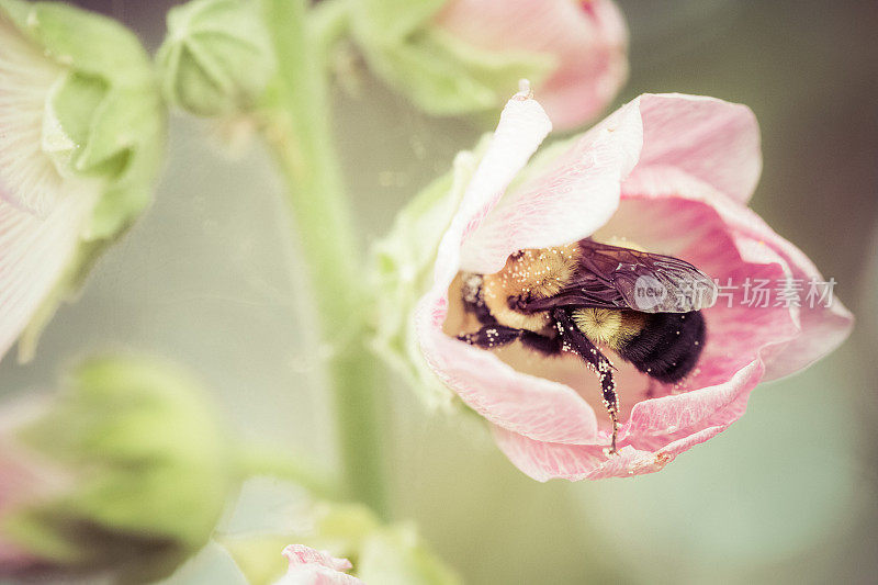 大黄蜂在粉红色蜀葵花内采集花粉