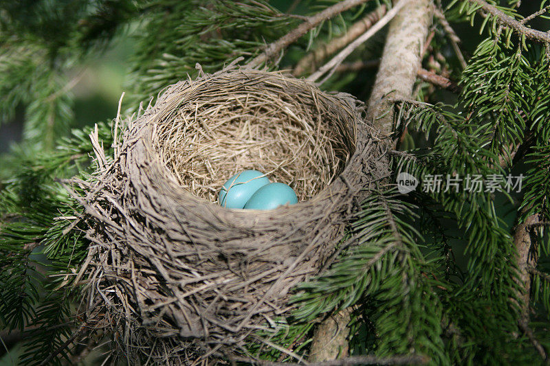 知更鸟用两个蛋筑巢