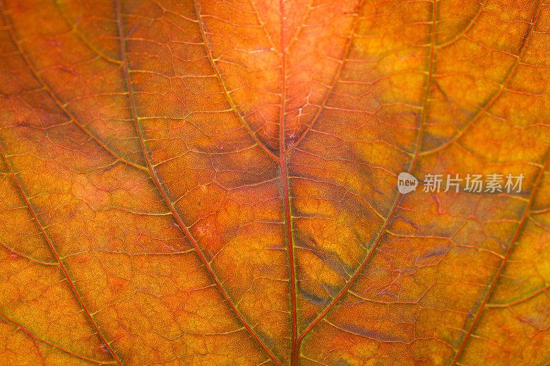 一个充满活力的叶子显示其脉络的特写