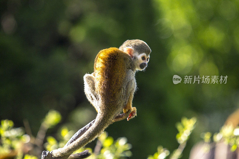 松鼠猴坐在树枝上