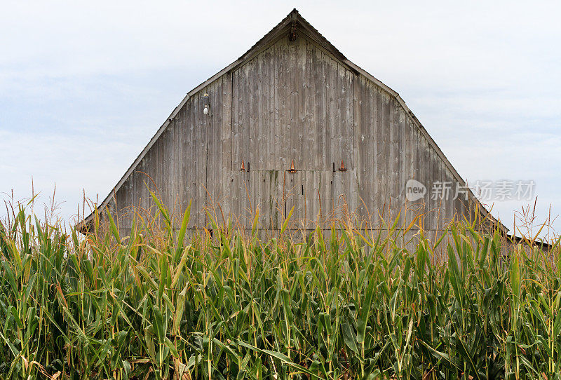 中西部场景:玉米地里的风化木谷仓