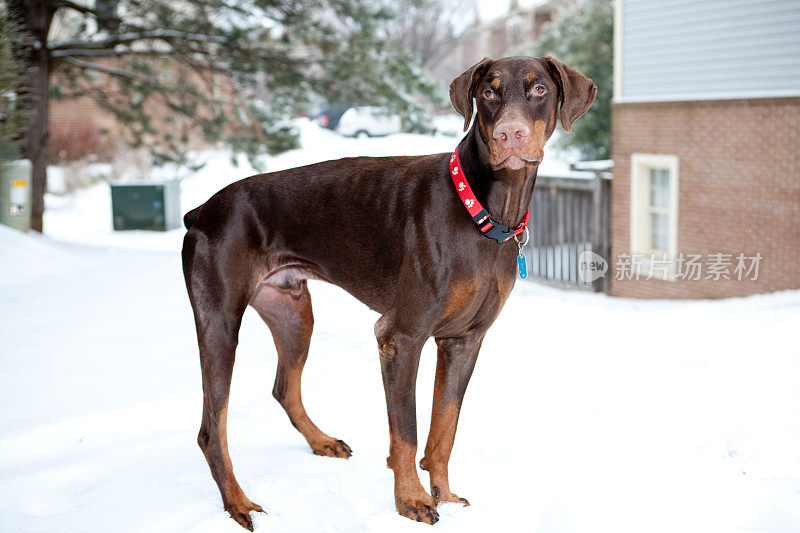 雪地里的杜宾犬