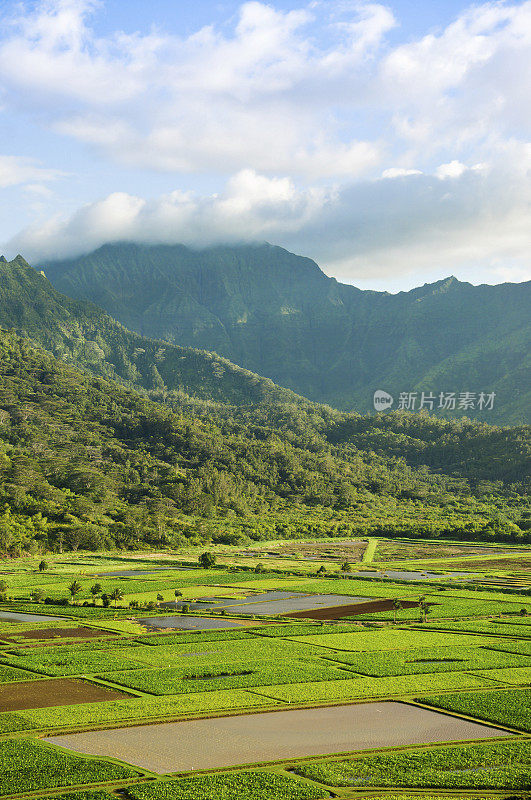 考艾岛的哈纳雷湿地