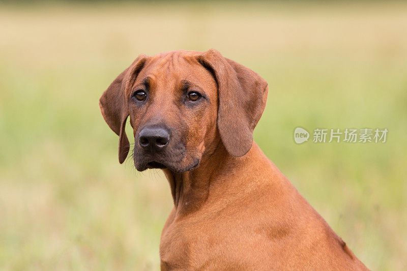 罗得西亚脊背犬小狗