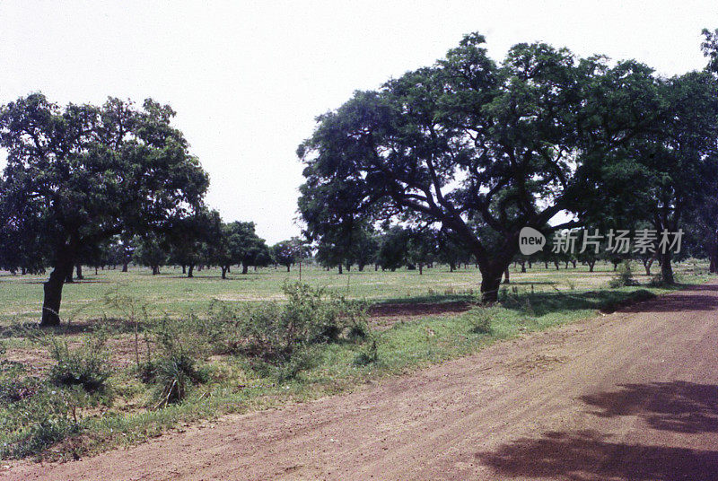 西非布基纳法索中部的苏丹稀树草原上的谢巴特树