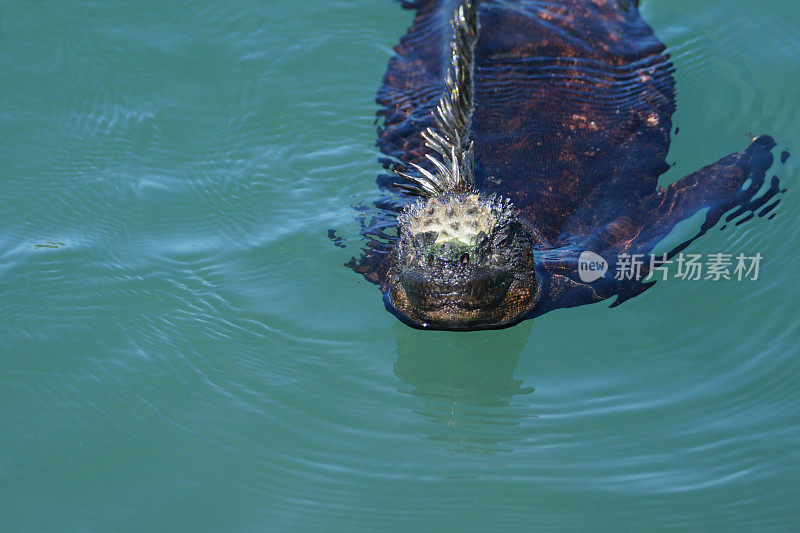 海鬣蜥