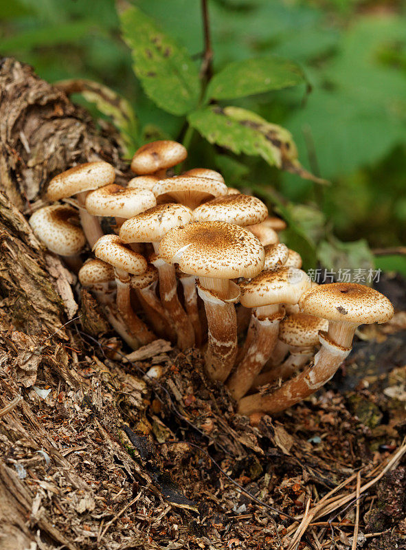 树干上的一群蘑菇