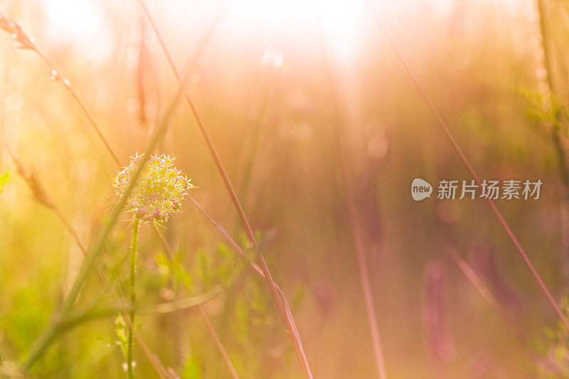 安妮女王的蕾丝野花在日出