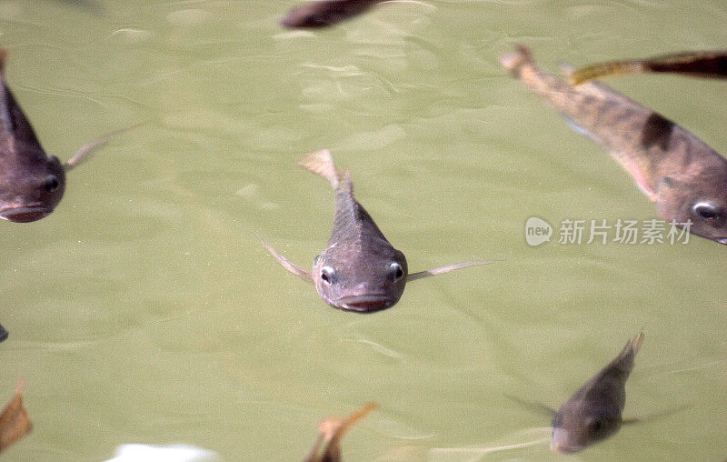 近水面游鱼