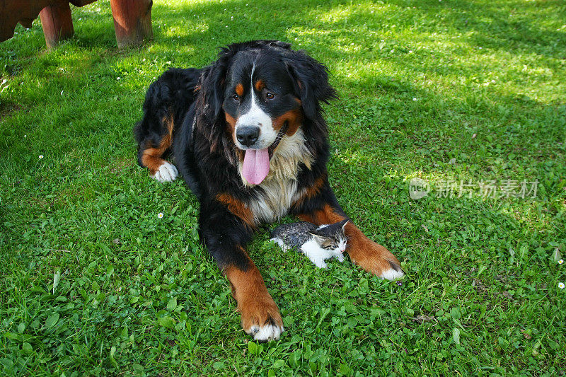 伯尔尼山犬和一只小猫