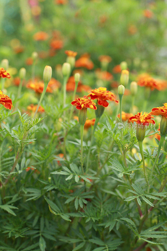 花坛中的万寿菊或万寿菊