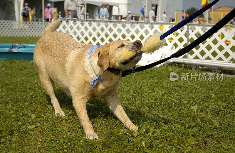 拉布拉多寻回犬