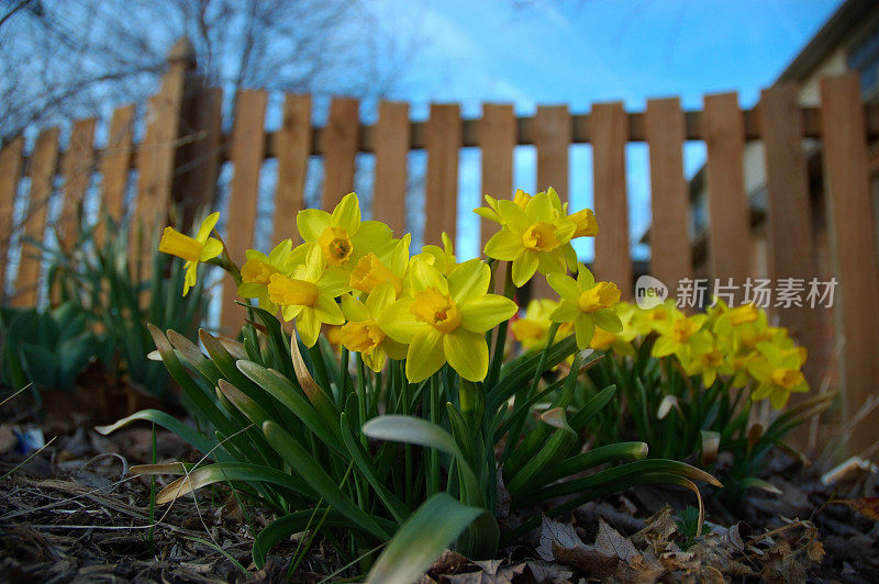 篱笆边的早春水仙花