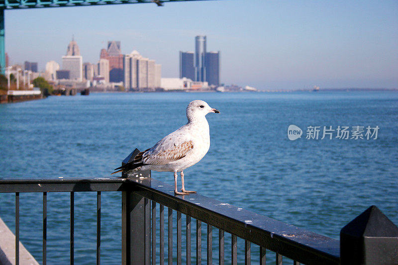 海鸥与底特律天际线