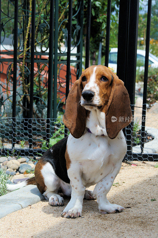 巴塞特猎犬小狗