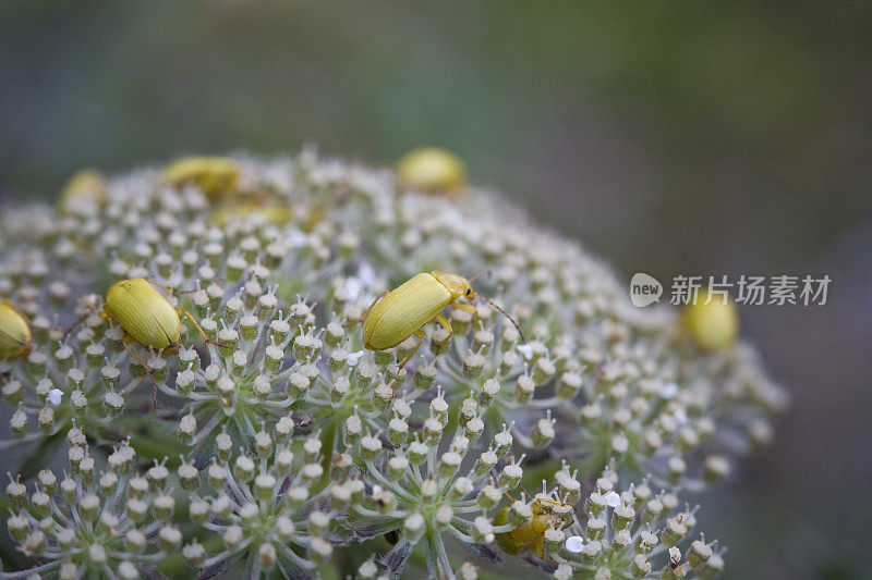 花上黄甲虫