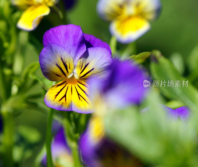 Purple-yellow堇型花