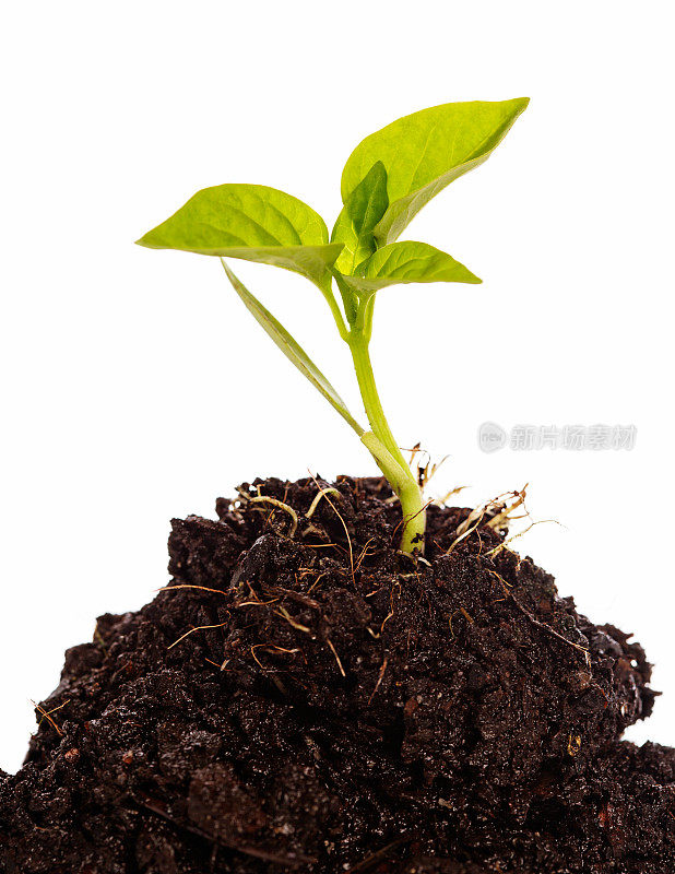 青椒幼苗在丰富的堆肥中茁壮成长