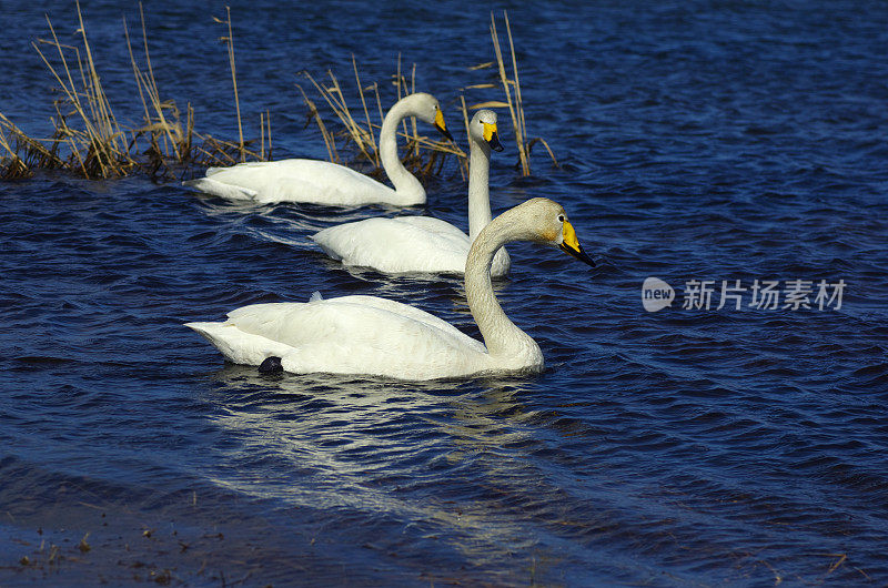 天鹅在水里