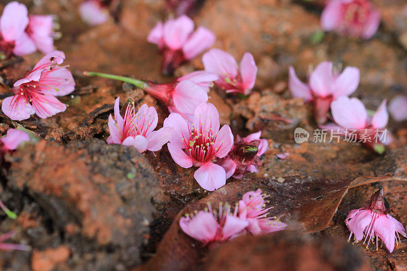 粉红色的樱花落在地上