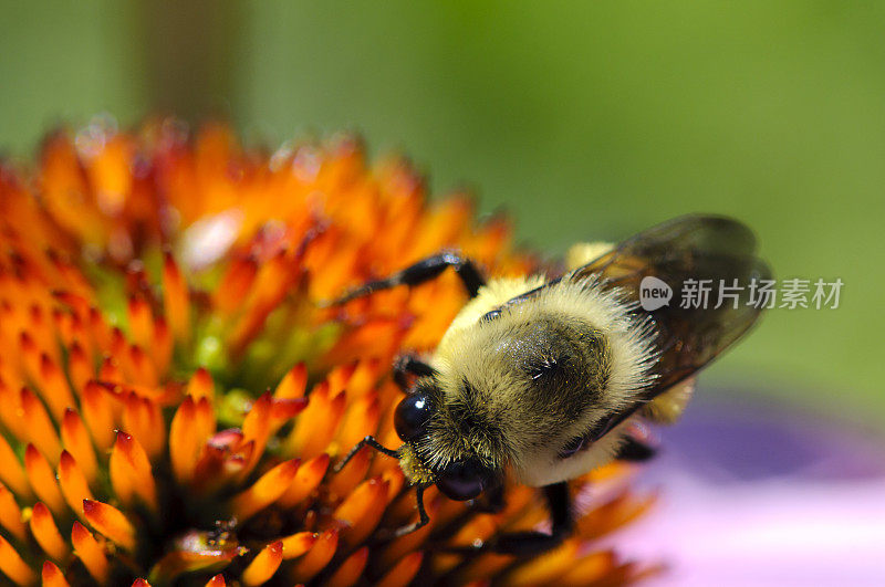 大昆虫美洲大黄蜂(熊蜂)授粉花