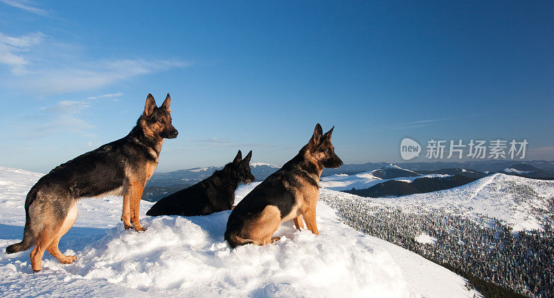 德国牧羊犬看风景