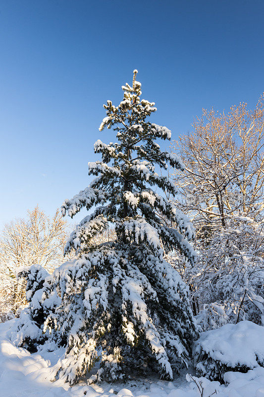 雪树