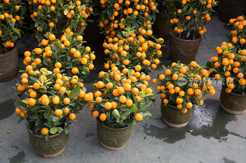橘子的植物