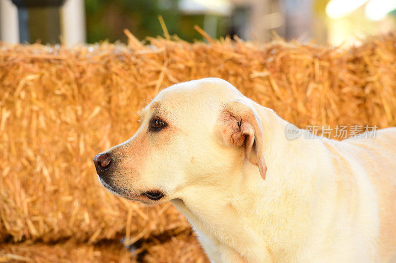 拉布拉多寻回犬