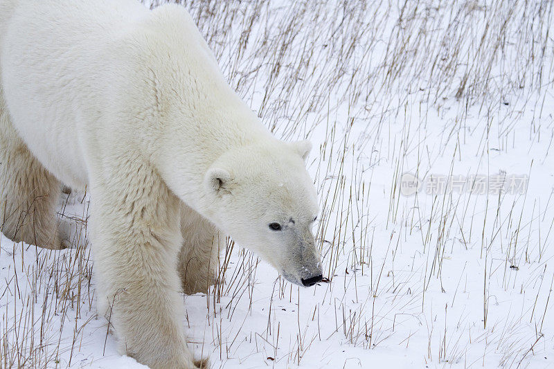 冻原上的北极熊