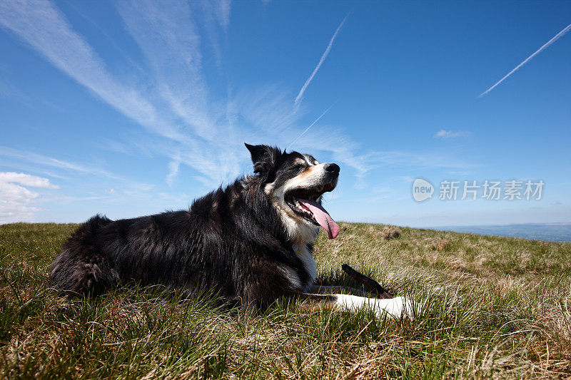 沼地草地上友善的边境牧羊犬