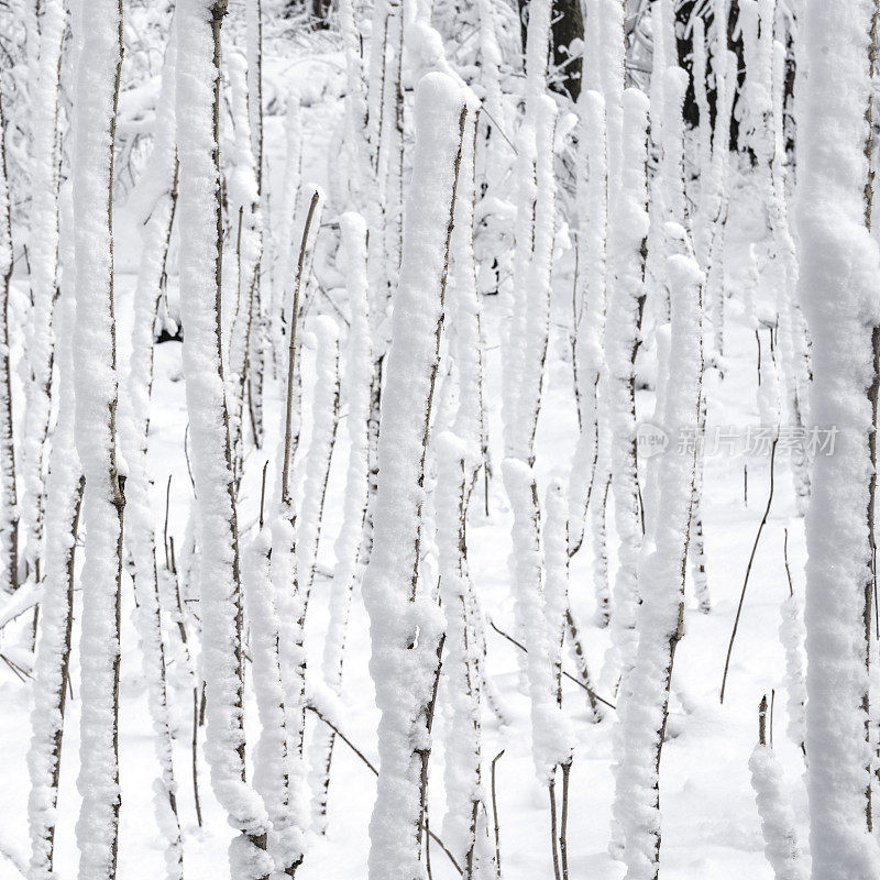 冬天的森林里下雪了