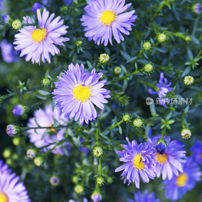 特写的盛开的紫菀花与芽