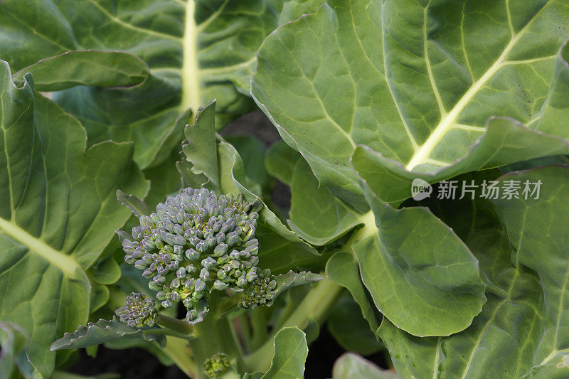 田间花椰菜簇的特写