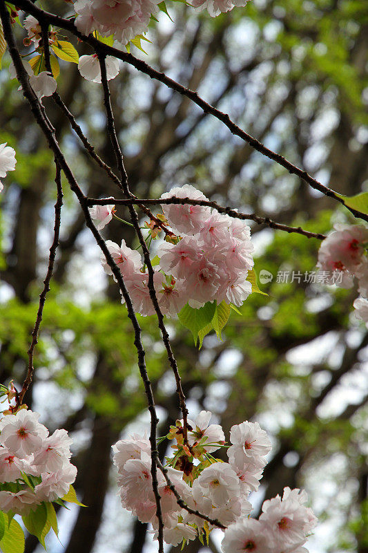 上野樱花