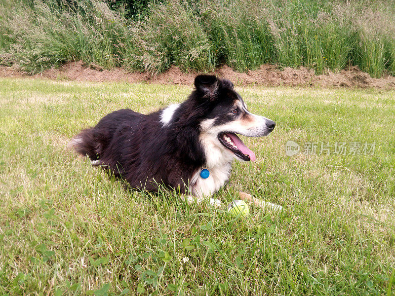 草地上友善的边境牧羊犬