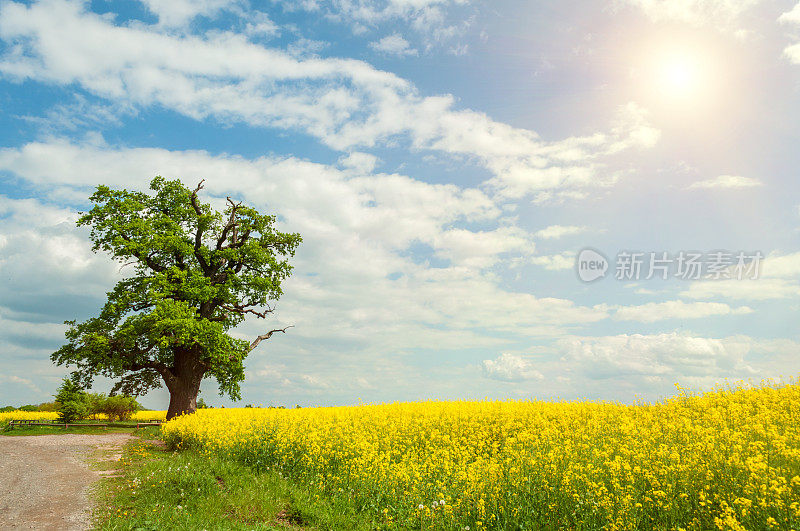阳光下油菜籽地里的一棵巨大的橡树