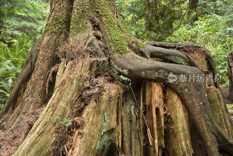 植树造林