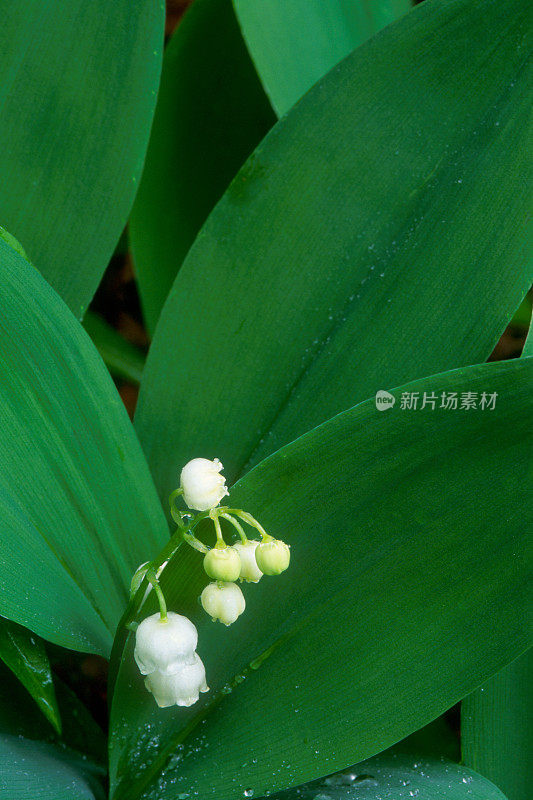 铃兰在春天的花