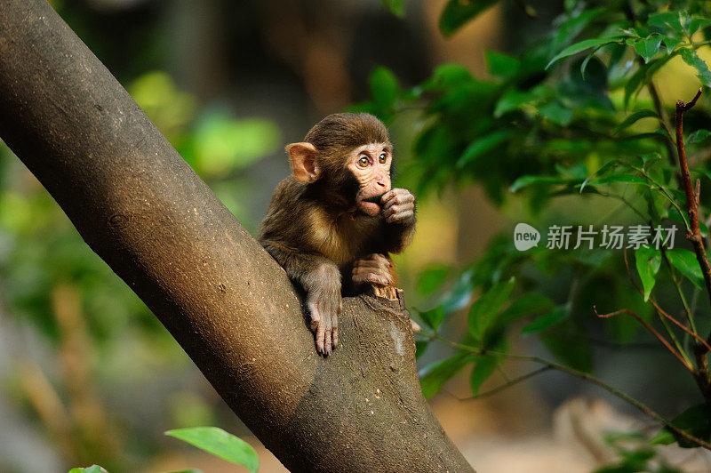 树上坐着一只小猴子