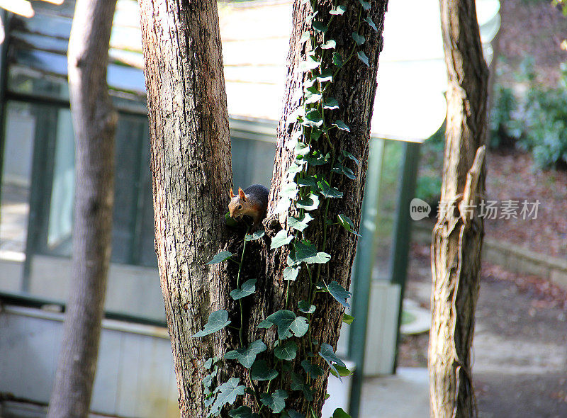 上镜花栗鼠