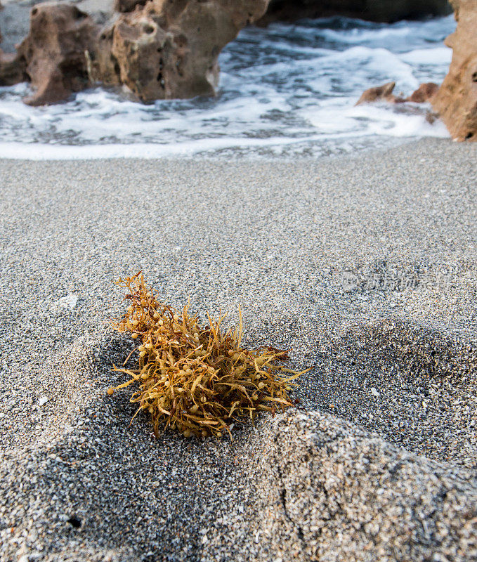 海滩上的海藻