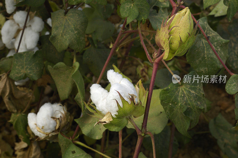 植株上的棉铃特写