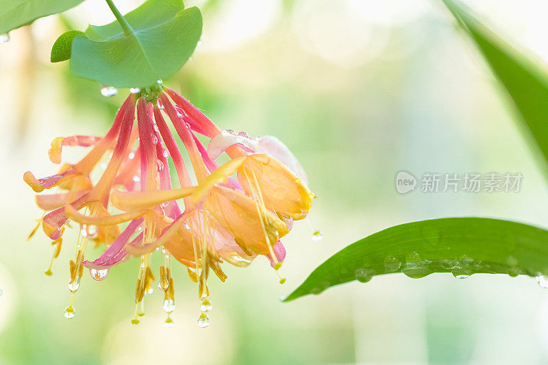 粉红色的忍冬花绽放着晶莹的雨滴