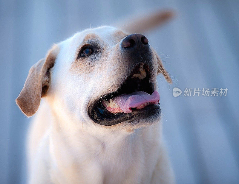 拉布拉多寻回犬