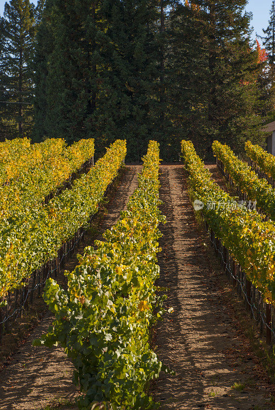 行葡萄葡萄园和常青树格拉通索诺玛县加利福尼亚