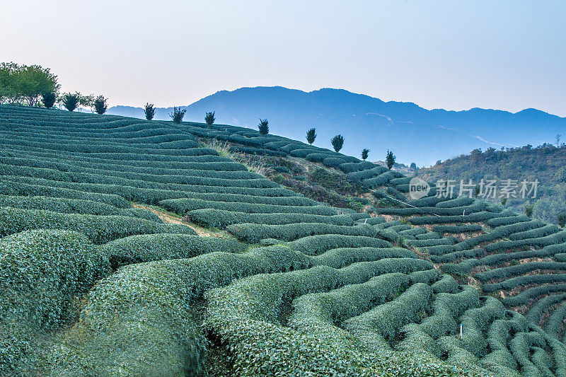 中国的茶叶种植园