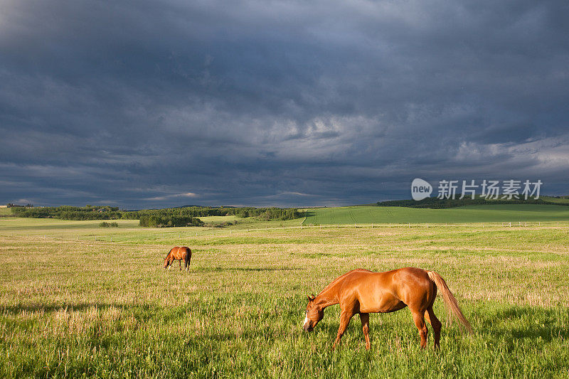 两匹马在大平原上吃草