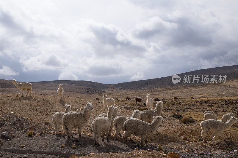 秘鲁的羊驼群